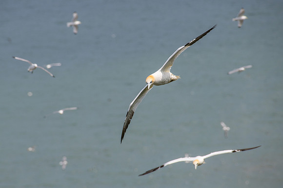Gannet Squadron