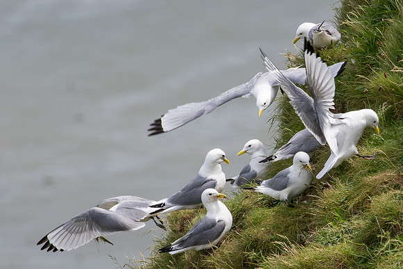 Kittiwake Nesting Material Frenzy