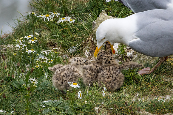 Herring Gull with Chicks -2