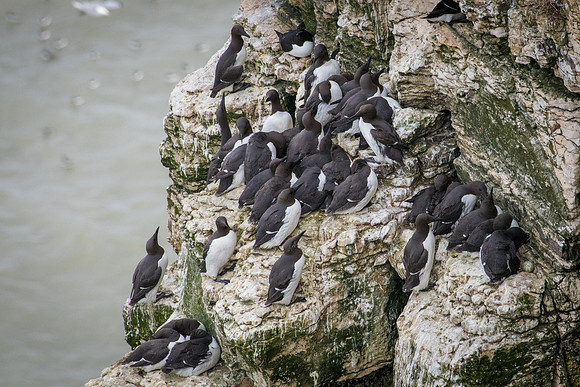 Guillemot -5