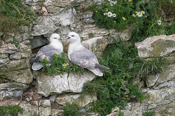 Fulmar -3