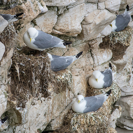 Kittiwake Nests