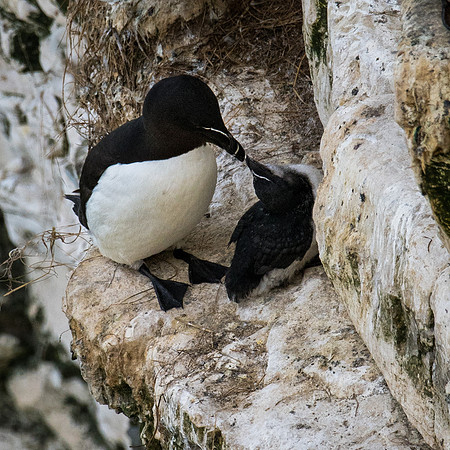 Razorbill -17