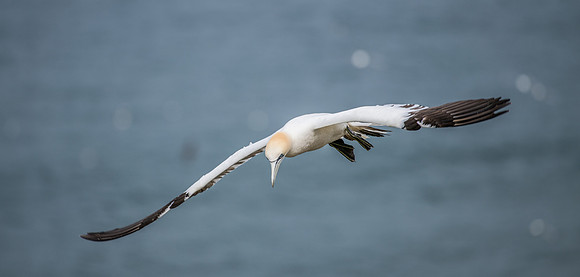 Gannets in Flight -2