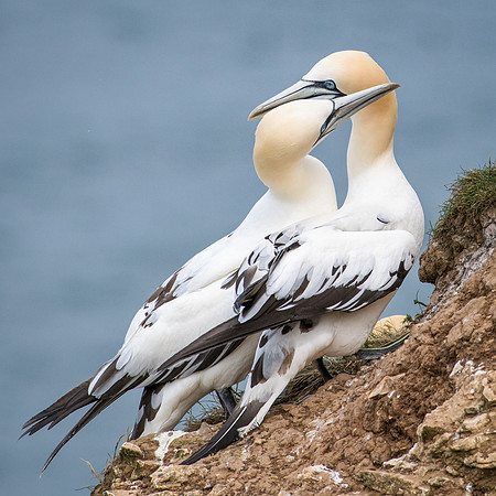 Gannet Hug