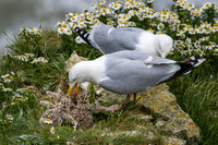 Herring Gull with Chicks -1