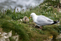 Herring Gull with Chicks -3