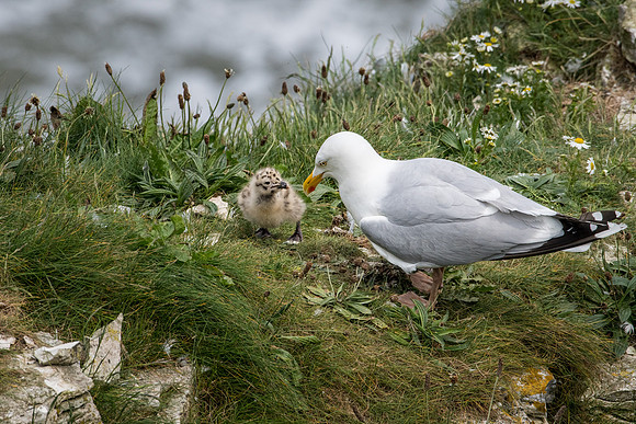 Herring Gull with Chicks -3