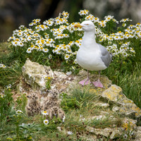 Herring Gull with Chicks -4