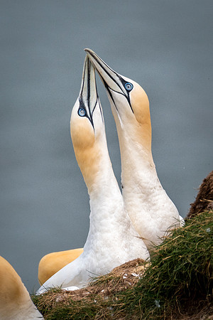Gannet Love -2
