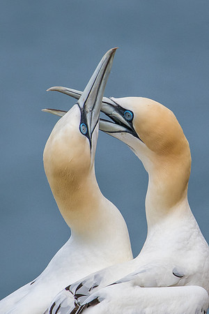 Whispering Gannet Nothings