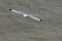 Kittiwake