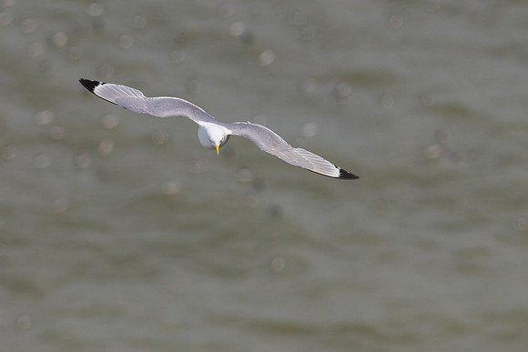 Kittiwake