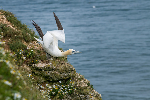 Launch Position