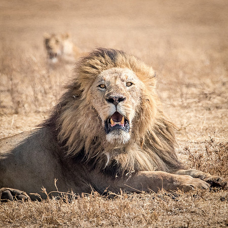 Male Lion