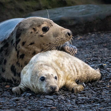 Proud Mum