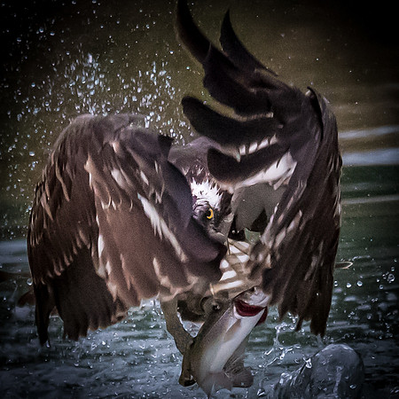 Osprey Eye