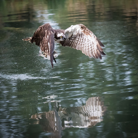 Osprey with Fish - 6