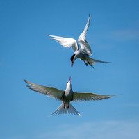 Sea Birds