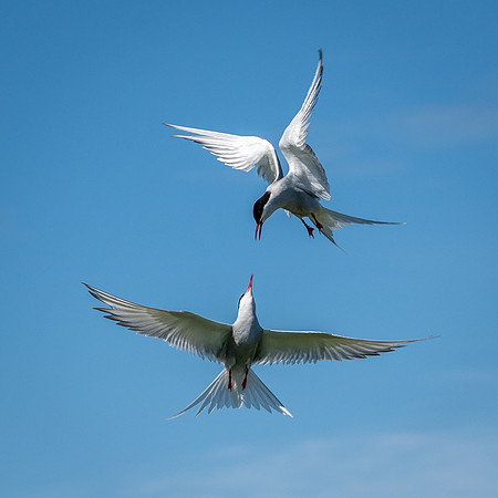 Tern Wars -2
