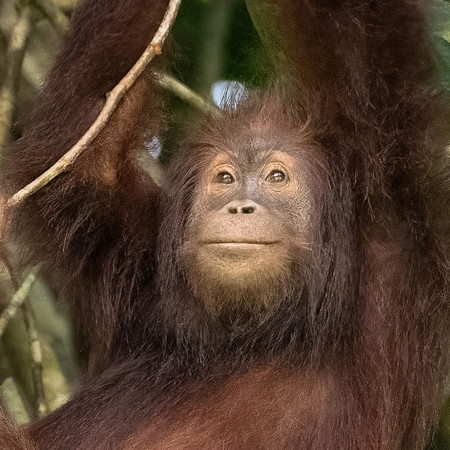 Orangutan -4