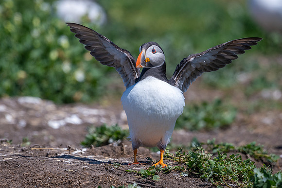 Puffing Puffin -1