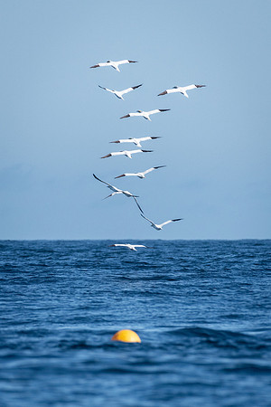 Farne Islands Gannet Formation