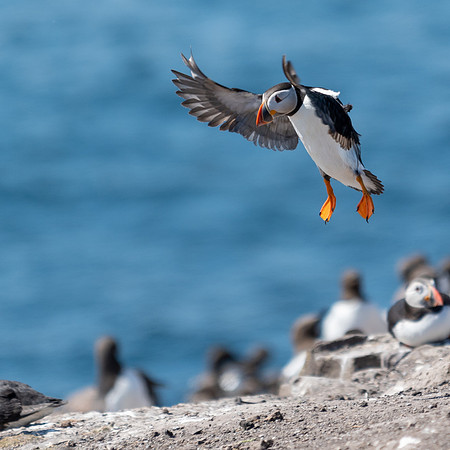 Just Landing -1