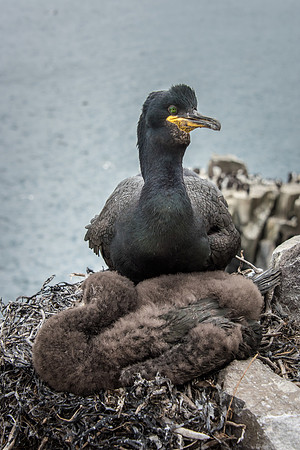 Getting a Bit Big to Sit On