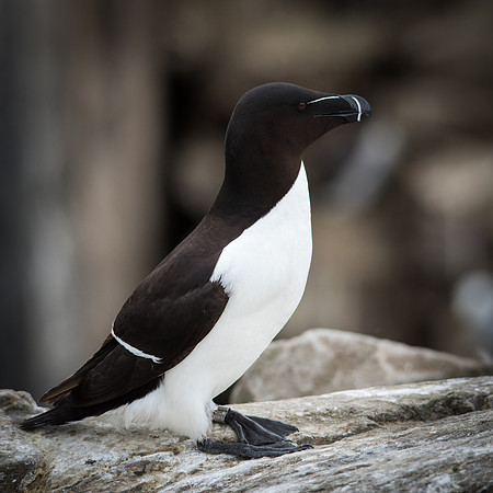 Razorbill -1