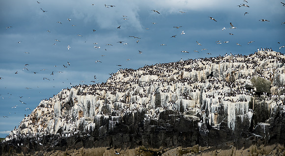 Farne Introduction - so many birds