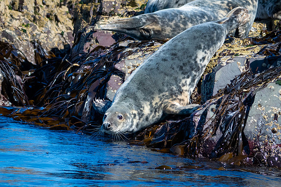 Grey Seal -2