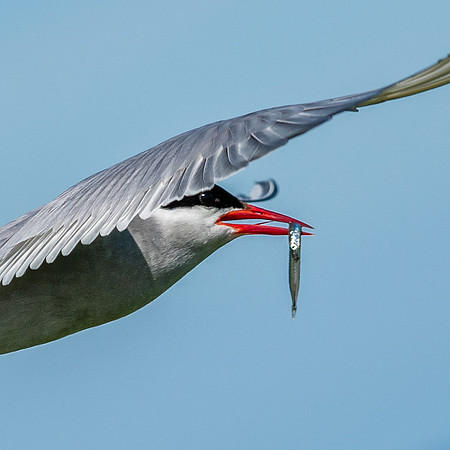 Arctic Tern With Fish -3