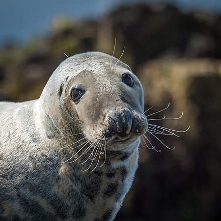 Grey Seal Portrait