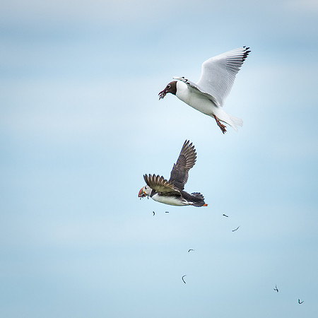 Mid-Air Mugging for Sand Eels