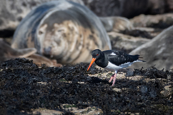 Farne Islands Oystercatcher