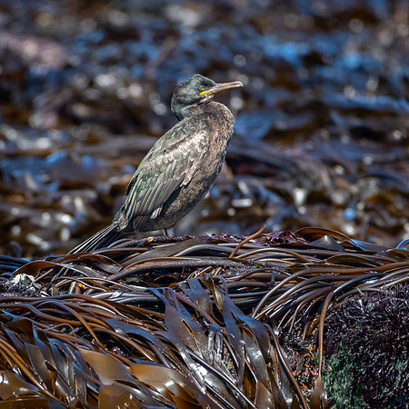 Common Shag
