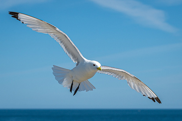 Kittiwake