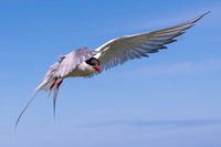 Arctic Tern -1