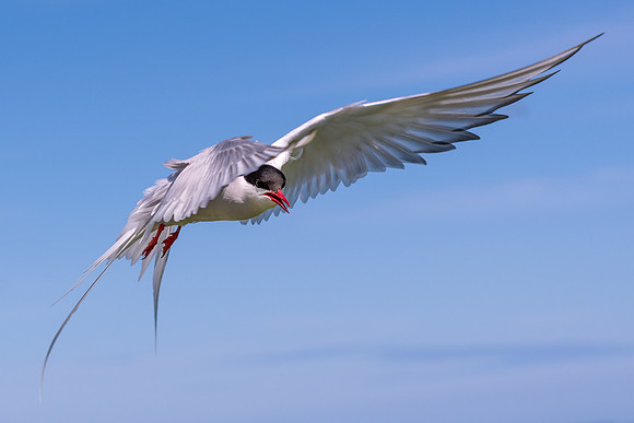 Arctic Tern -1