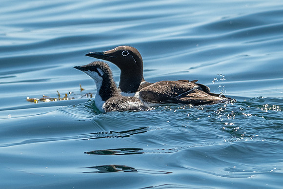 Guillemot (bridled form) and Chick