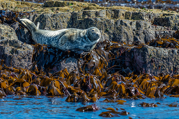 Grey Seal -1