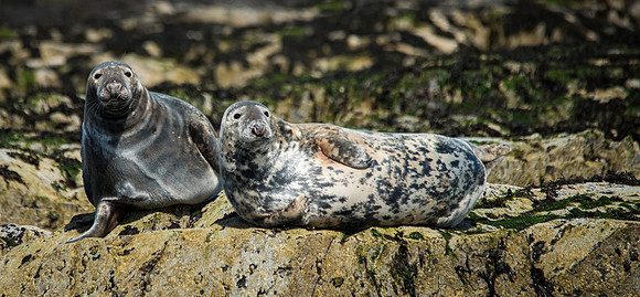 Sea Lions
