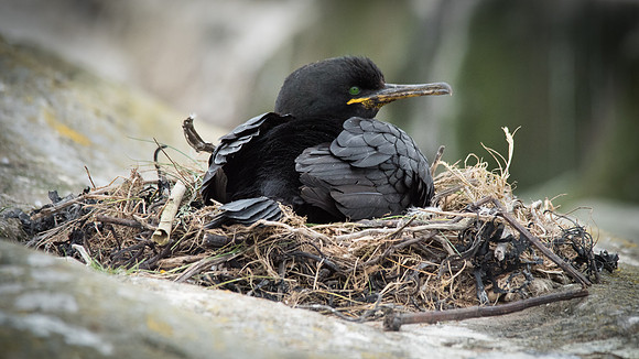 Shag on Nest