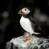 UK - Farne Islands