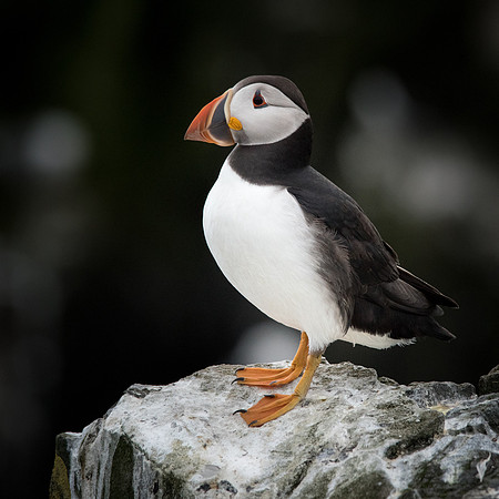 Puffin Portrait -1