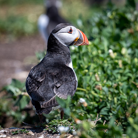 Common Puffin