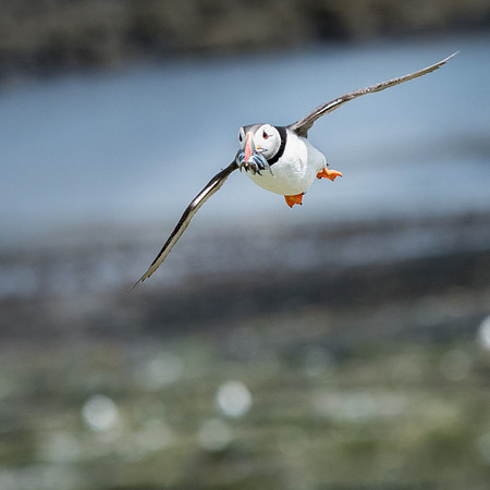Puffin with Sand Eels -2