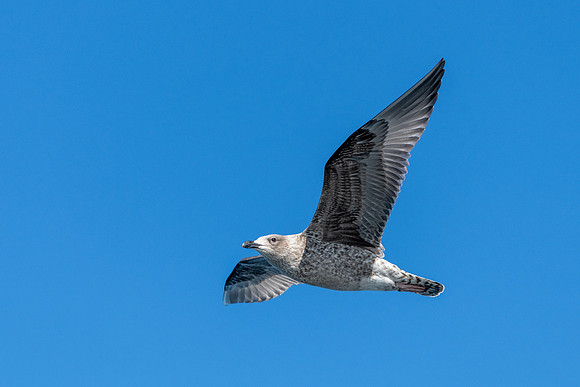 Farne Islands Young Herring Gull