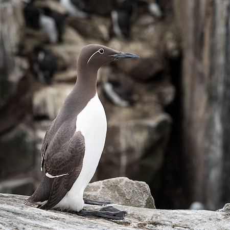Guillemot